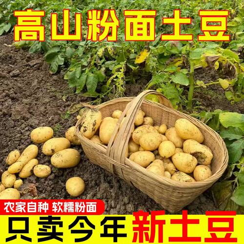 今年新鲜洋芋高山黄心土豆