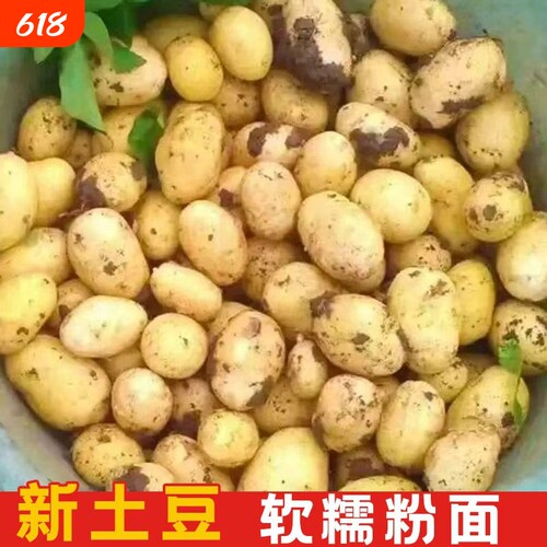 贵州特产土豆高山洋芋马铃薯