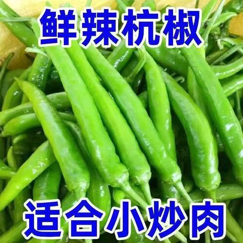 现摘杭椒新鲜青椒薄皮辣椒农家自种尖椒正宗时令蔬菜炒肉