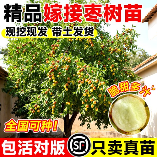 正宗嫁接枣树苗脆甜冬枣大苗