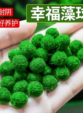 马里莫海藻球微景观生态瓶鱼缸室内桌面水培创意迷你植物水生球藻