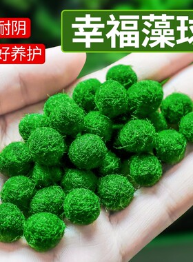 马里莫海藻球微景观生态瓶鱼缸室内桌面水培创意迷你植物水生球藻