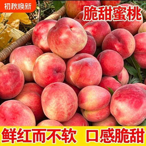 现摘现发山西脆甜蜜桃子新鲜脆桃大个红皮毛桃水果水蜜桃整箱批发