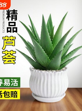 芦荟盆栽室内净化空气绿植物多肉好养花卉仙人掌客厅阳台耐旱卧室