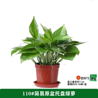 110#11 11 11 11 11 [2] Potting Pallet +2 удобрения