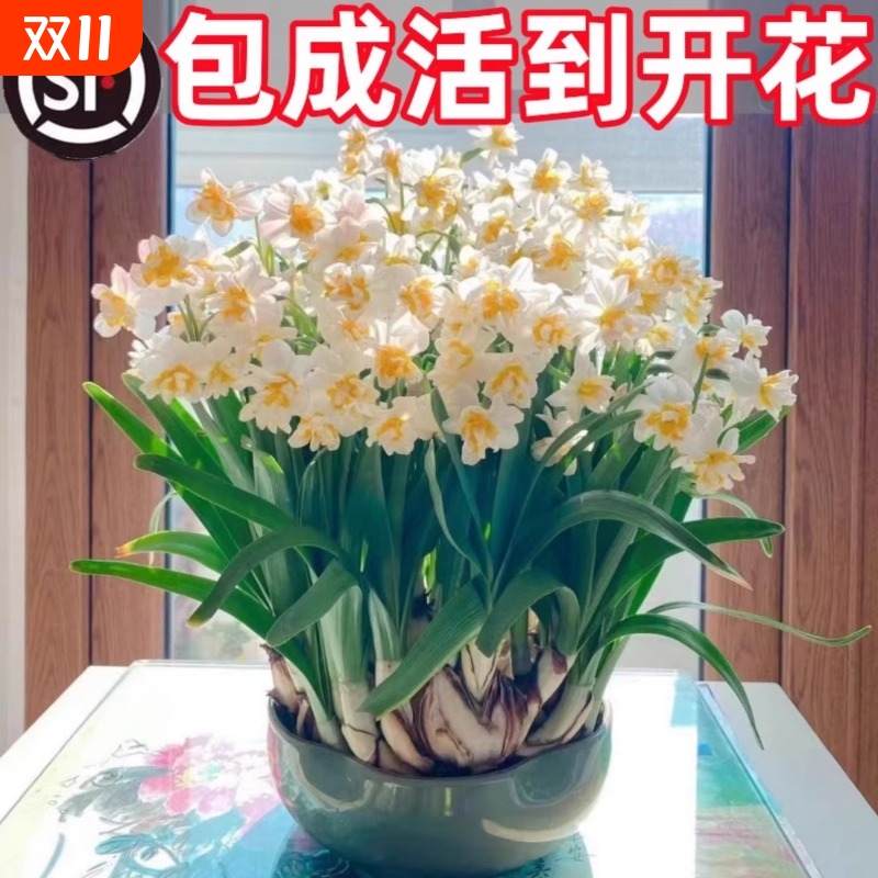 漳州重瓣水仙花种球水养盆栽冬季开花卉植物室内种子绿植水培好养