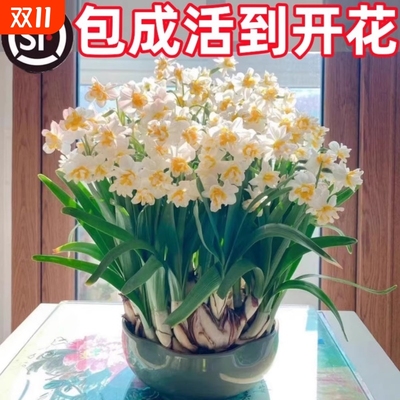 漳州重瓣水仙花种球水养盆栽冬季开花卉植物室内种子绿植水培好养