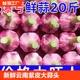 特价 2024新蒜山东紫皮大蒜头红皮香蒜多瓣蒜泡蒜批发湿蒜鲜蒜