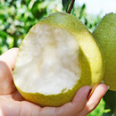 河北雪花梨正宗雪梨蒸煮冰糖雪梨雪花梨新鲜梨子