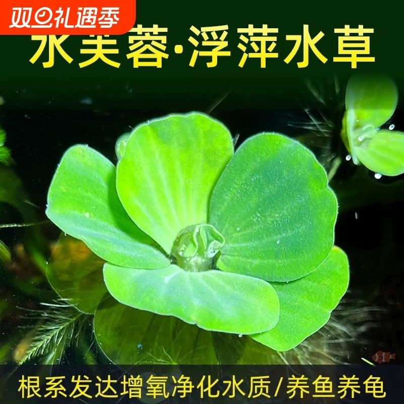 水芙蓉懒人水生水培造景增氧净化水质植物鱼池活体淡水草套餐养龟