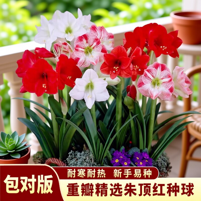 朱顶红可水培球根|超3000次加购图片