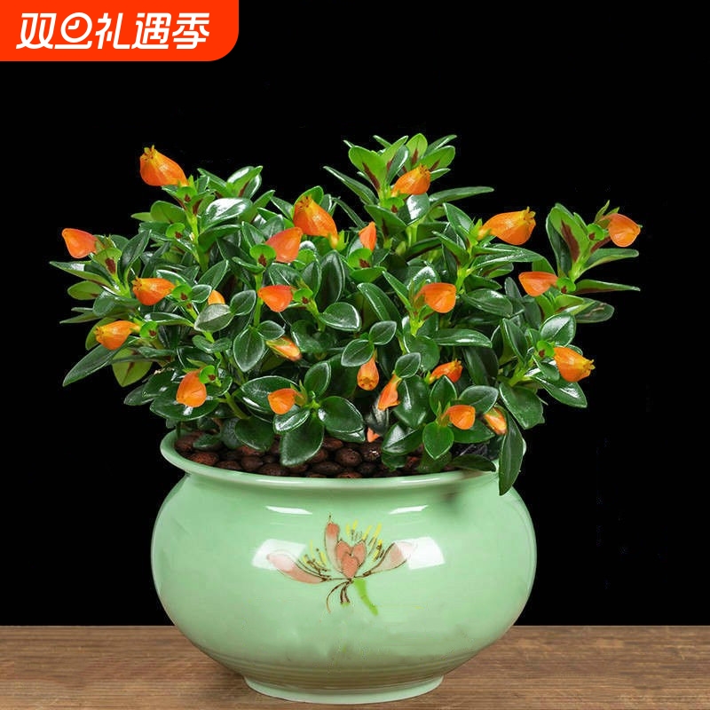 好养金鱼花吊兰盆栽四季吸甲醛室内绿植花卉多肉植物客厅小金鱼