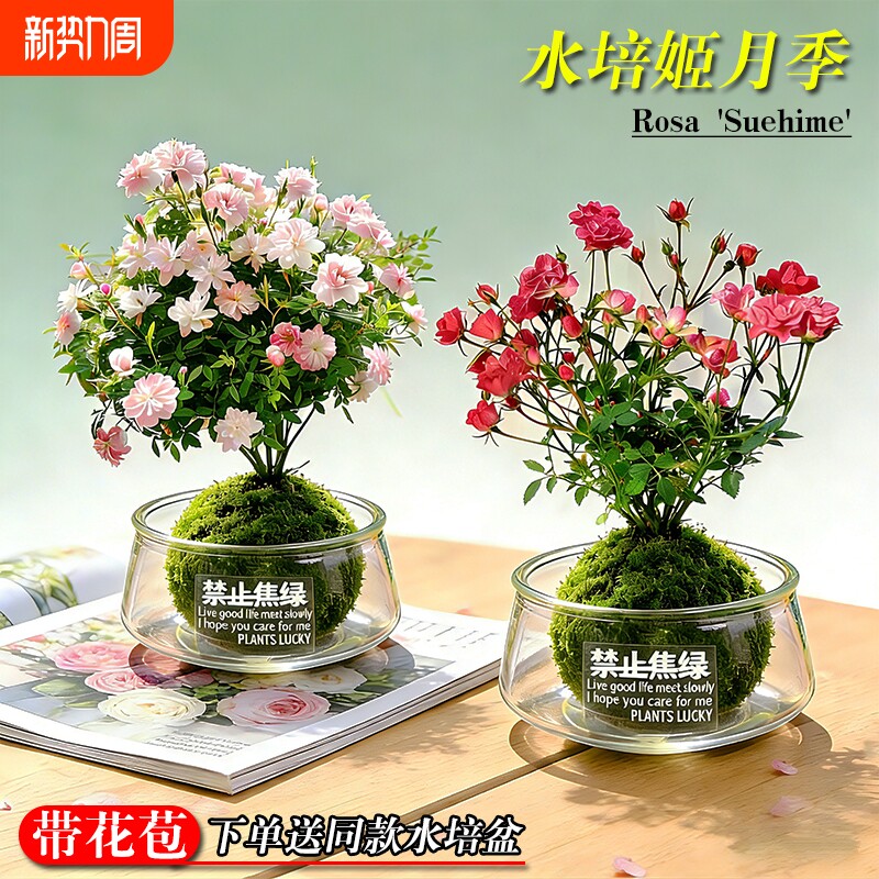 水培姬月季须惠姬乙女带花苞办公室内桌面好养苔藓球盆栽花卉绿植