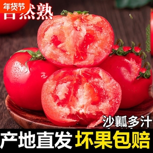 现摘老农亲挑新鲜水果农家西红柿自然熟新鲜普罗旺斯沙瓤大番茄