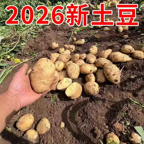 2026年新土豆贵州威宁米拉