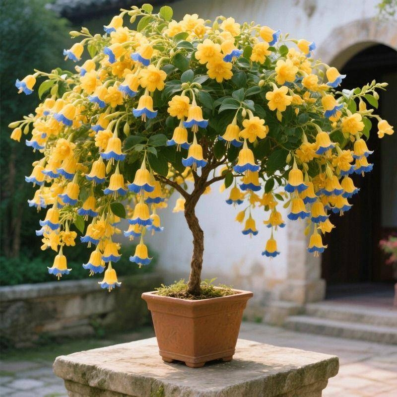 浓香型风铃兰花卉阳台盆栽树苗植物室内四季开好养易活绿植驱蚊虫
