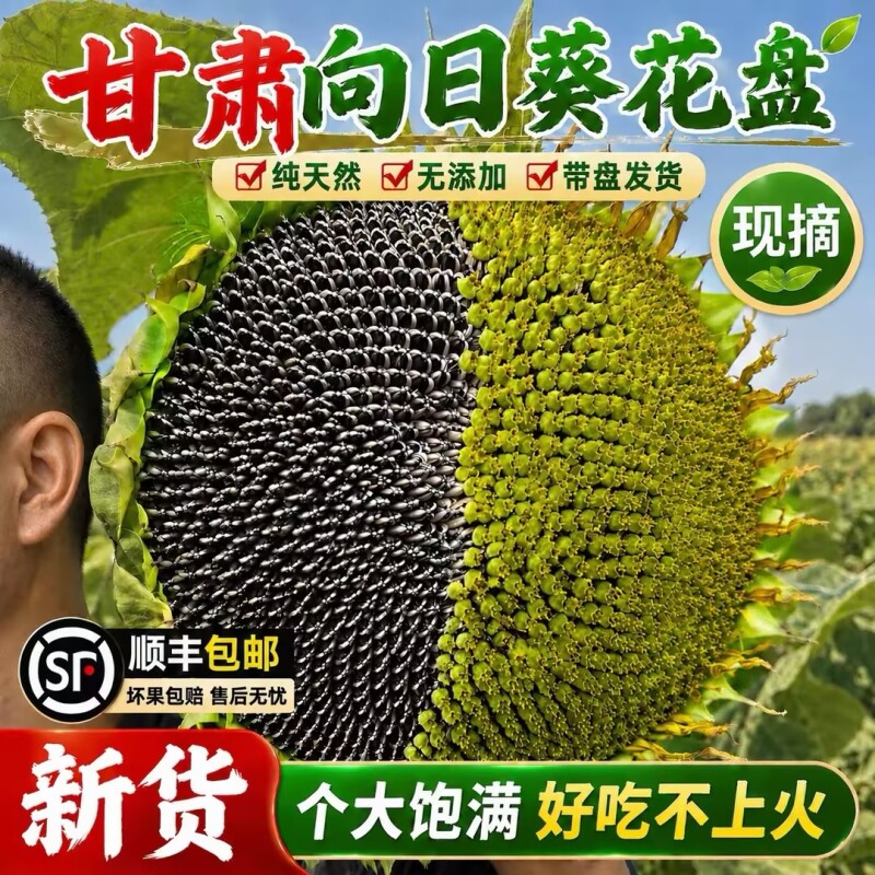 2026甘肃新鲜向日葵花盘生瓜子带盘农家葵花籽盘大颗粒新货原味