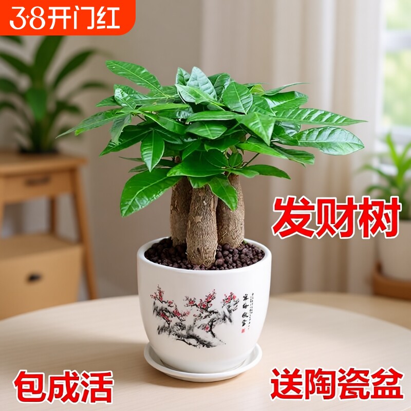 发财树室内小盆栽绿植花卉水培植物绿萝文竹四季好养活办公室桌面