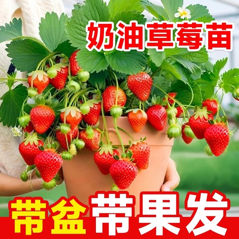 草莓苗秧穴盘苗当年结果新苗对版可食用奶油阳台室内种植玄玉带盆