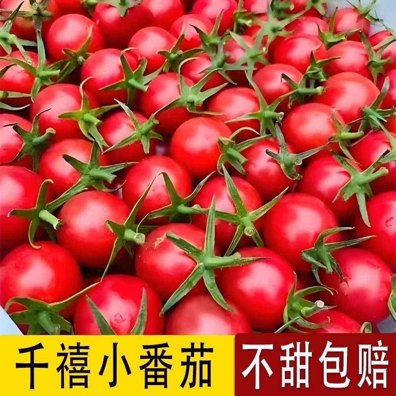 正宗广西千禧果圣女果小番茄樱桃小西红柿现摘新鲜生吃应季水果,水产肉类/新鲜蔬果/熟食,番茄,淘宝优惠券,粉丝福利购,淘宝优惠卷