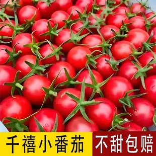 正宗广西千禧果圣女果小番茄樱桃小西红柿现摘新鲜生吃应季水果