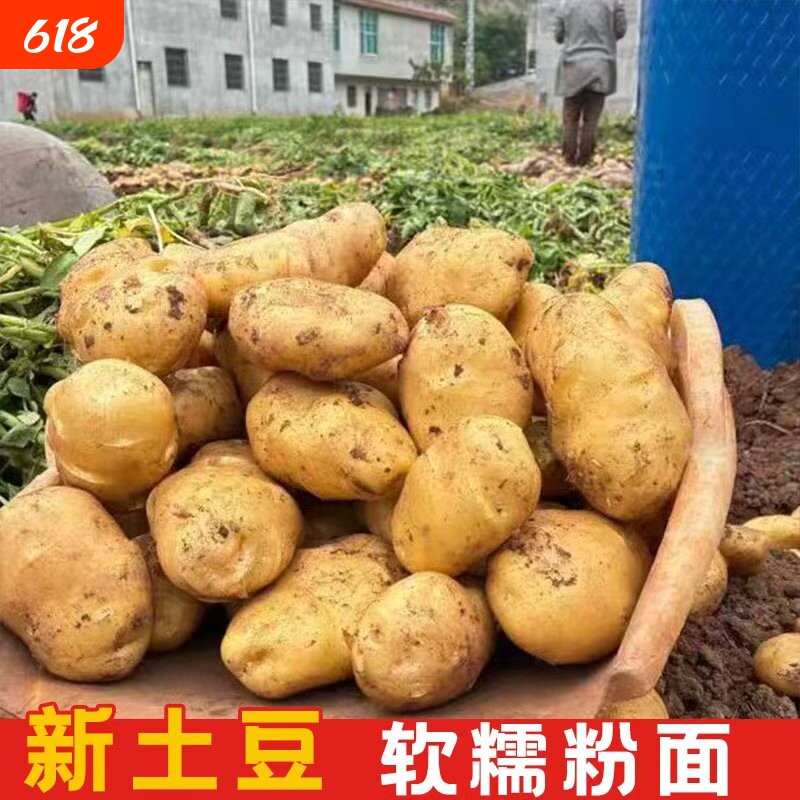 贵州特产威宁黄心米拉洋芋土豆新鲜高山老品种黄皮马铃薯十斤装
