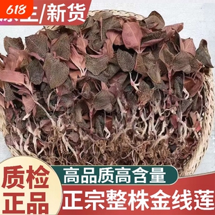 天然福建金线莲新货材500g正宗林下整株红霞茶土楼新鲜功效