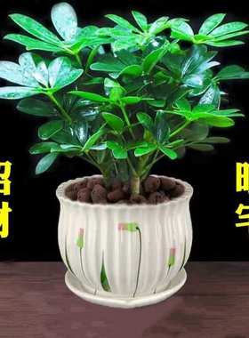 鸭脚木盆栽绿植植物室内花水培绿萝四季常青好养发财树客厅办公室