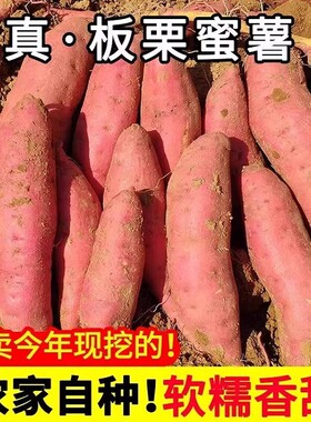 烟薯苗蜜薯25号糖心红薯苗种板栗地瓜苗番秧种秧山芋新鲜