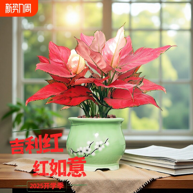 吉利红盆栽红如意皇后大棵水培植物万年红小苗室内养办公花卉绿植