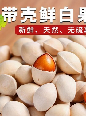 2026年新鲜白果子银杏果生百果仁无漂白带壳白果银杏果干净