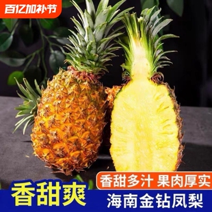 【产地直采】正宗海南金钻凤梨新鲜树熟树上熟手撕香水菠萝大果