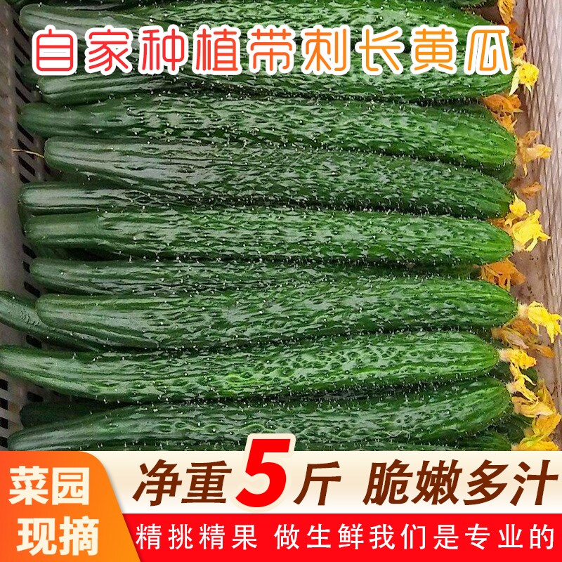 山东当季现摘新鲜黄瓜农家自种蔬菜小青瓜带刺长5斤特价包邮生鲜