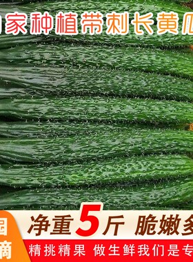 山东新鲜长黄瓜产地直供现摘现发