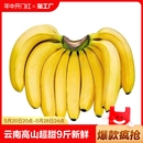 水果威廉斯甜热带 云南高山超甜香蕉9斤新鲜当季