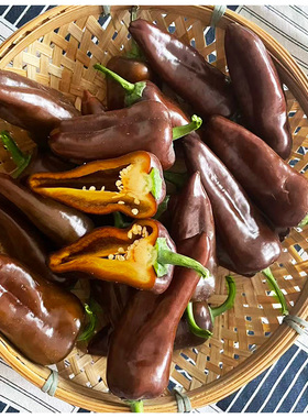 现摘巧克力水果彩椒当季新鲜五彩辣椒生吃脆甜不辣黑紫色甜椒迷你