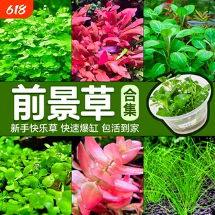 前景草爬地矮珍珠鱼缸水草植物真草活阴性无菌杯牛毛草坪造景青竹