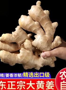 山东大姜新鲜老姜水洗无泥纯正黄月子姜生姜食用自提当季泡脚自种