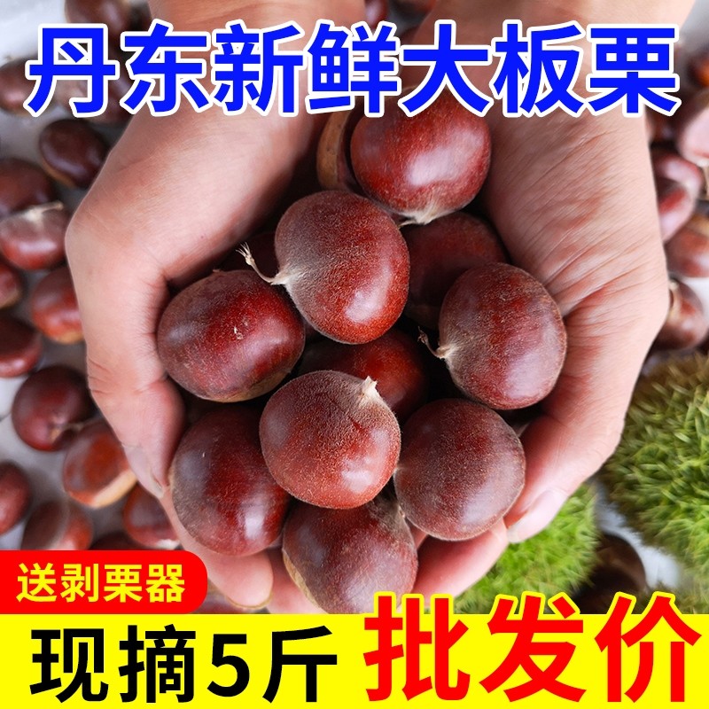 【粉糯】丹东生板栗当季新板栗生栗子糖炒板栗大板栗新鲜蔬菜批发