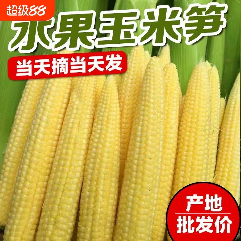 玉米笋新鲜带皮串串专用麻辣烫火锅脆嫩迷你玉米芯甜玉米时令现摘