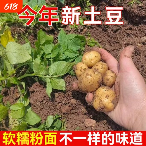 恩施小土豆正宗新鲜洋芋