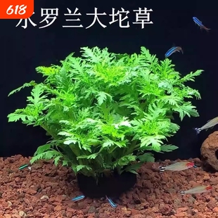 水罗兰沉底造景水草自带坨草懒人阴性后景淡水草增氧净化躲避鱼缸