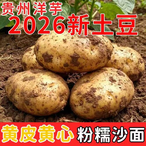 2026年新土豆现挖土豆