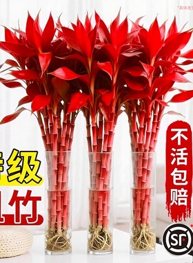 富贵竹水培植物紫竹鸿运特粗杆大颗叶风水发财树节节高升客厅招财
