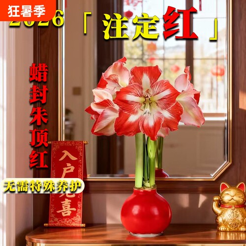 蜡封朱顶红年宵懒人花
