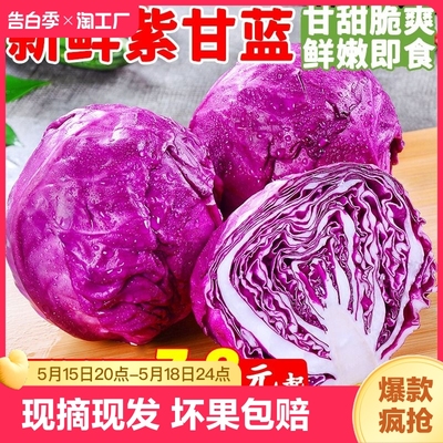 云南新鲜紫甘蓝10斤农家现摘即食