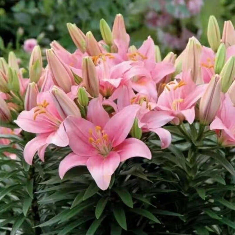 进口矮化多头重瓣香水百合种球盆栽阳台耐寒客厅开花多年生大花