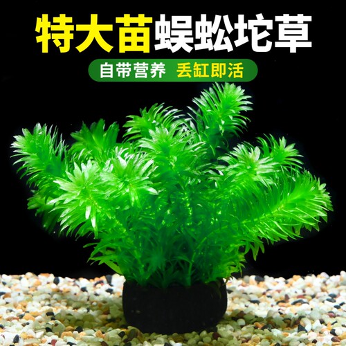 蜈蚣草坨草鱼缸造景阴性净水增氧