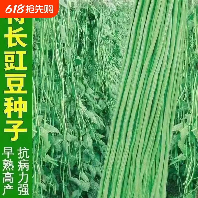 高产四号豆角种子长豆角四季豆耐热摘不败蔬菜种子芸豆豆种九粒