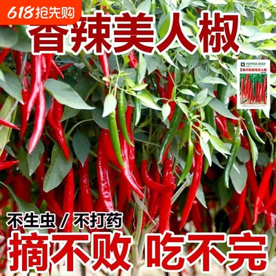 正宗摘不败美人椒种子大树红尖椒红辣椒种子香辣四季盆栽菜种籽